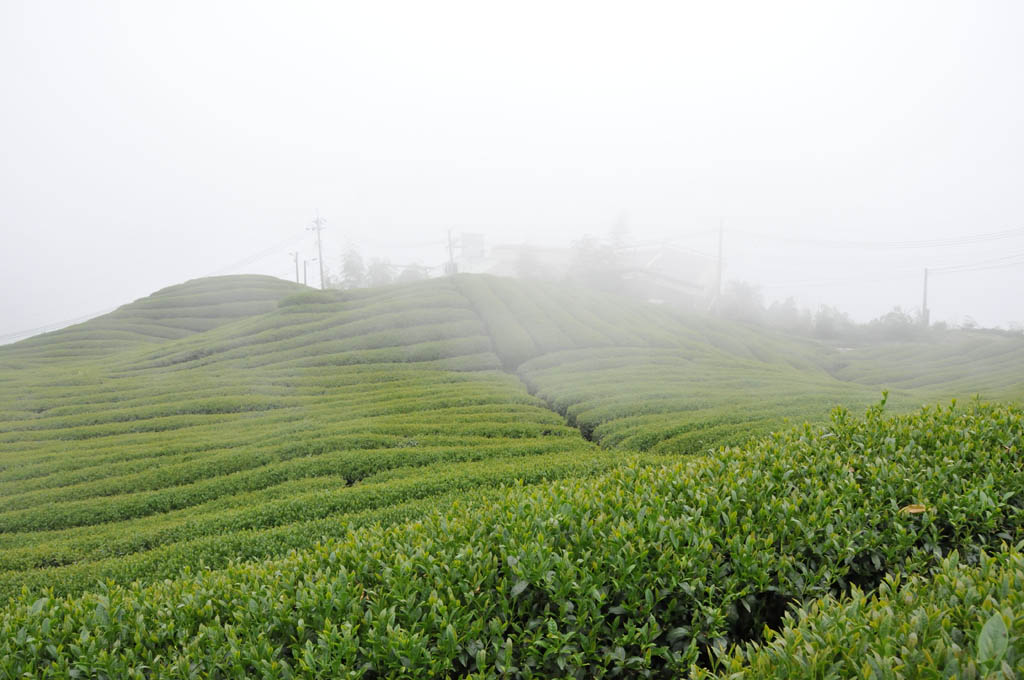 Taiwan High Mountain Oolong Tea Garden