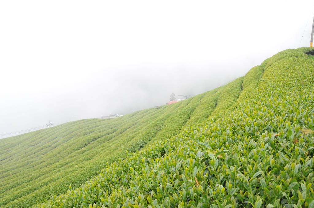 Taiwan High Mountain Oolong Tea Garden