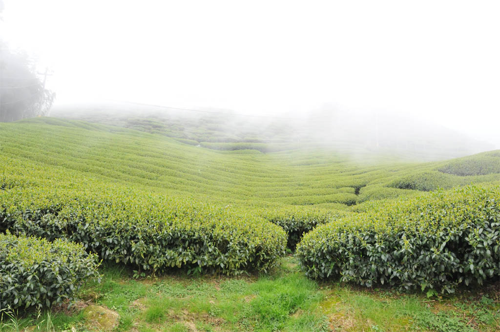 Taiwan High Mountain Oolong Tea Garden