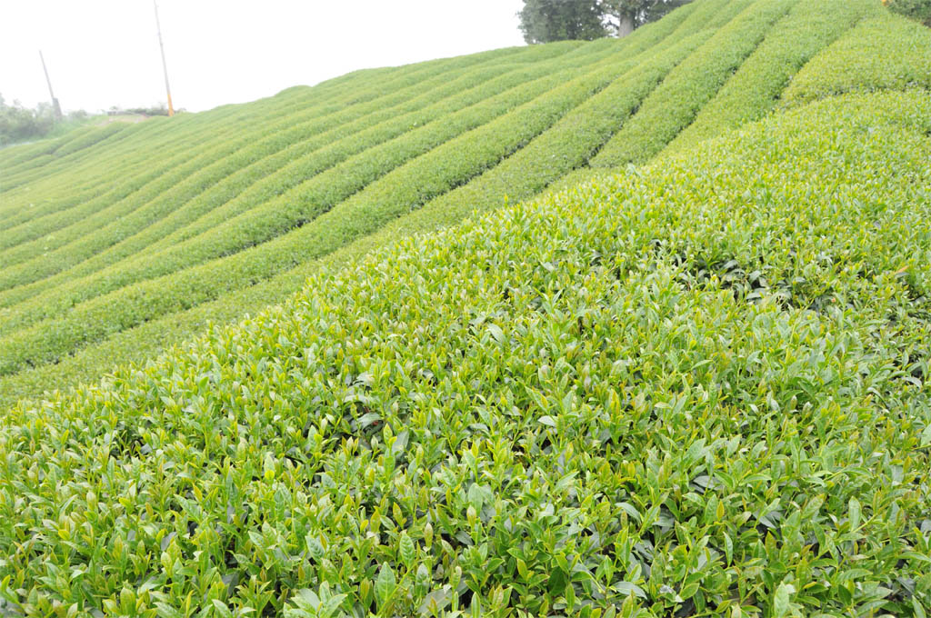 Taiwan High Mountain Oolong Tea Garden