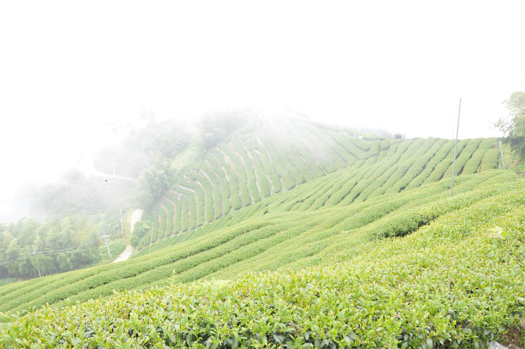 Taiwan High Mountain Oolong Tea Garden