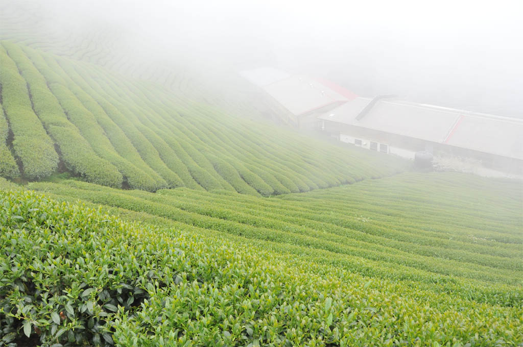 Taiwan High Mountain Oolong Tea Garden