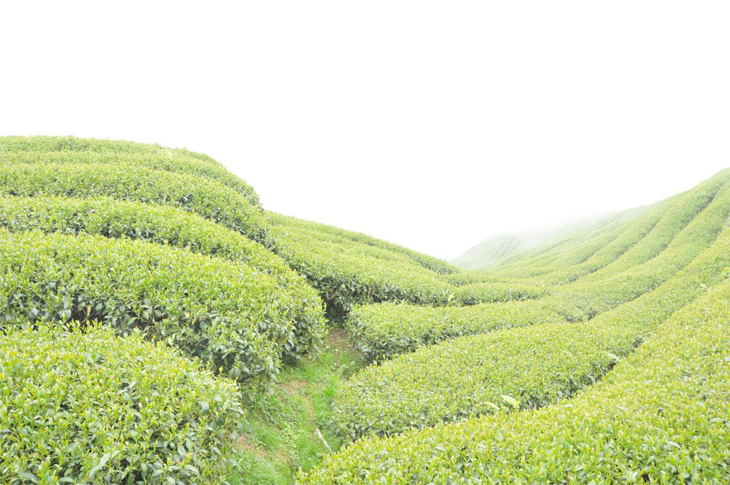 Taiwan High Mountain Oolong Tea Garden