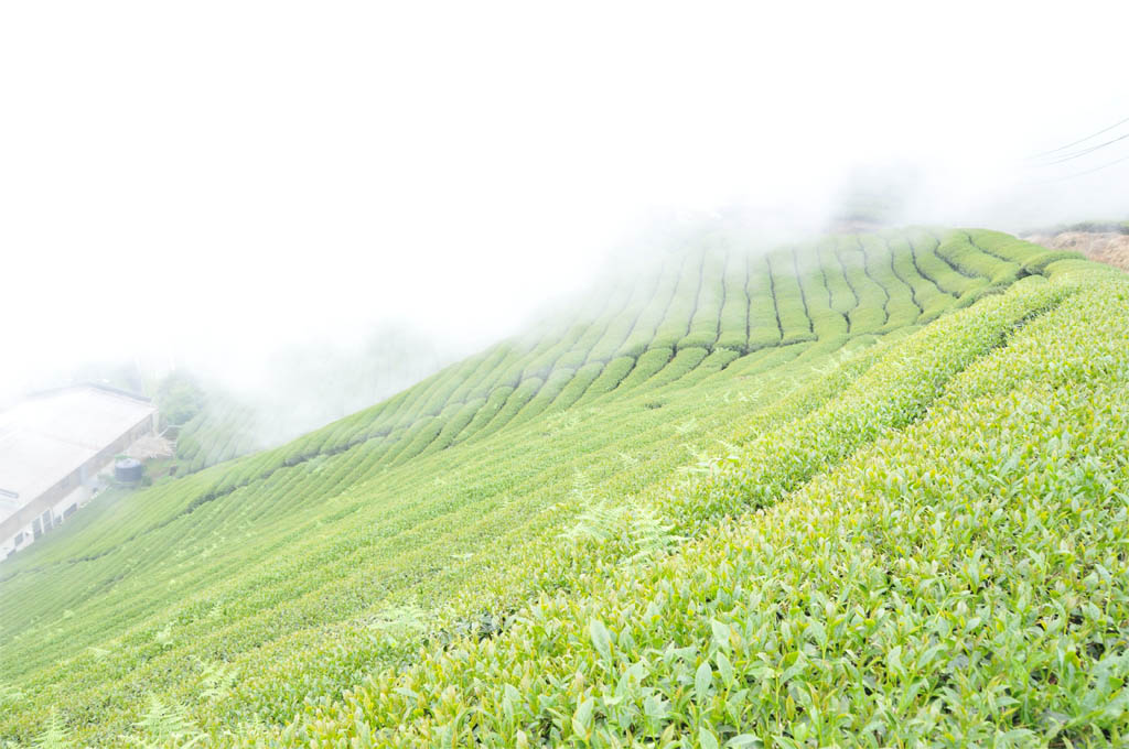 Taiwan High Mountain Oolong Tea Garden