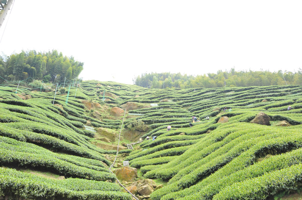 Taiwan High Mountain Oolong Tea Garden