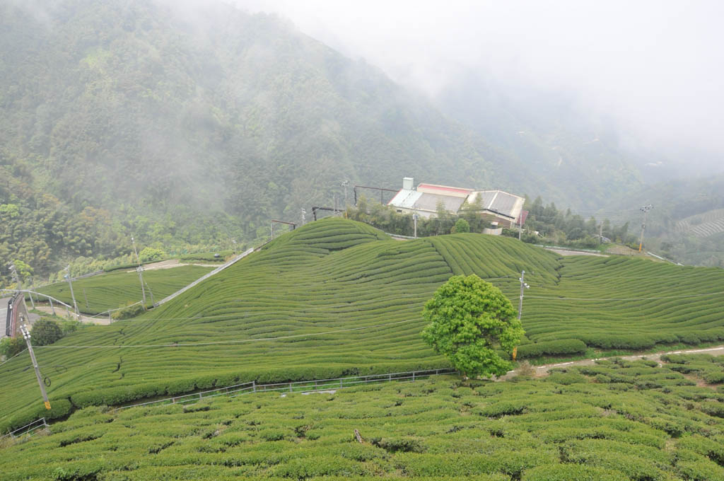 Taiwan High Mountain Oolong Tea Garden