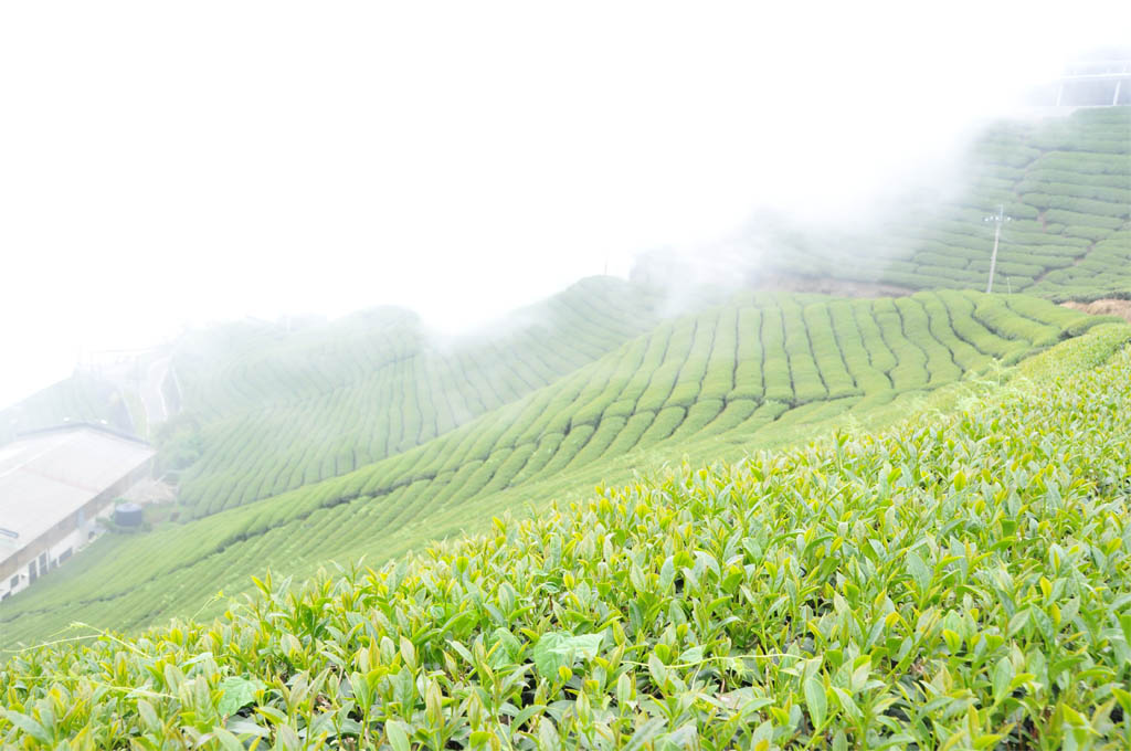 Taiwan High Mountain Oolong Tea Garden