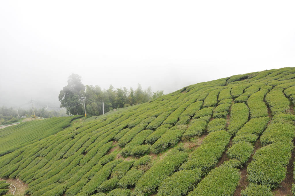 Taiwan High Mountain Oolong Tea Garden