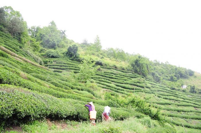 Taiwan Alishan Gaoshan Oolong Tea