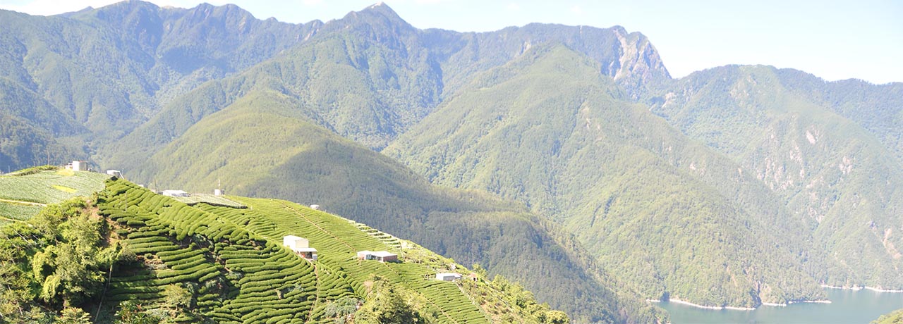 Taiwan High Mountain tea