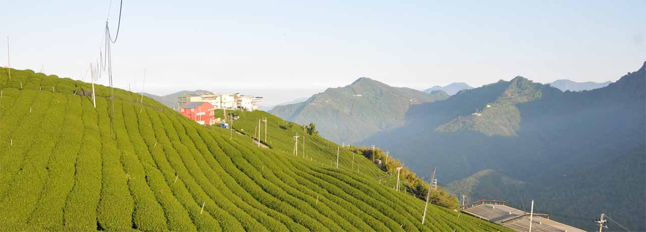 Taiwan High Mountain tea