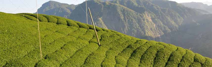 How to Brew Tea
