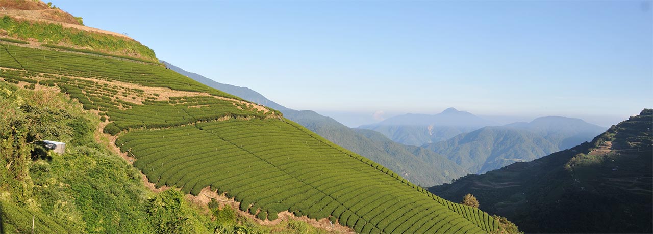 Taiwan High Mountain tea