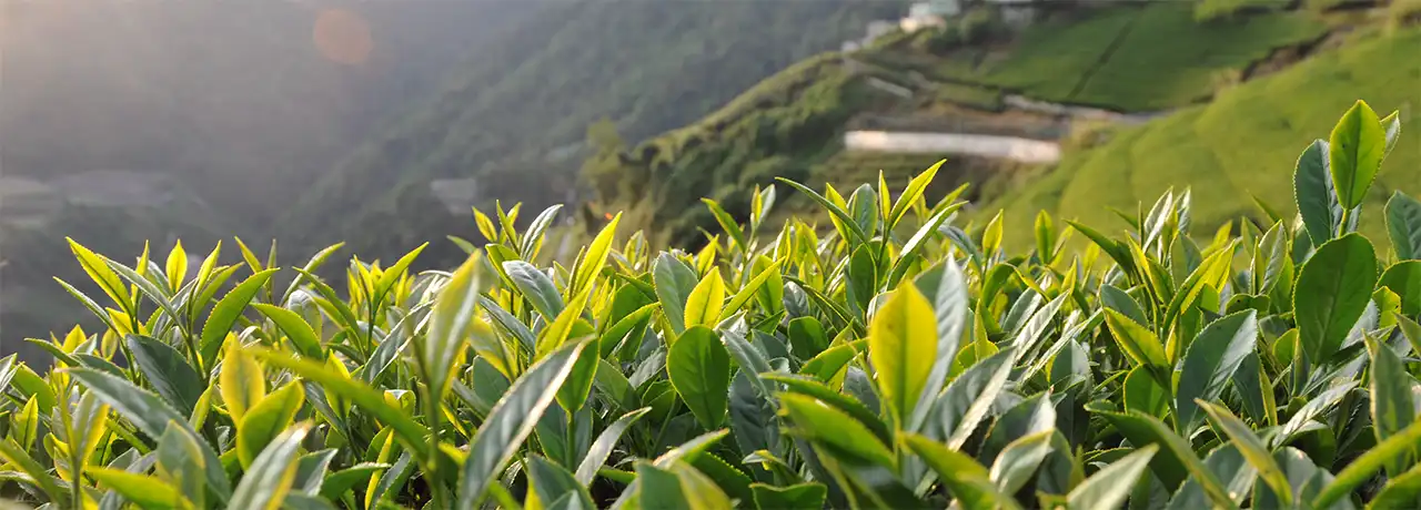 Taiwan High Mountain tea