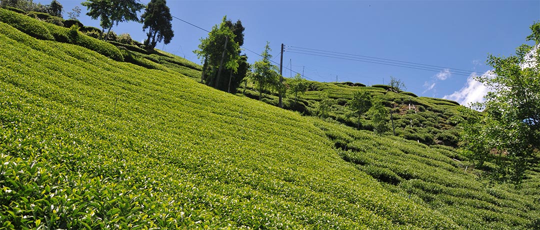 oolong tea