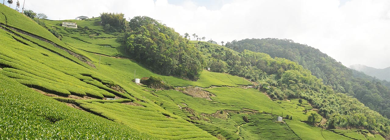 Taiwan High Mountain tea