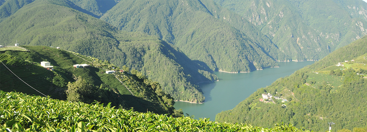 Taiwan High Mountain tea