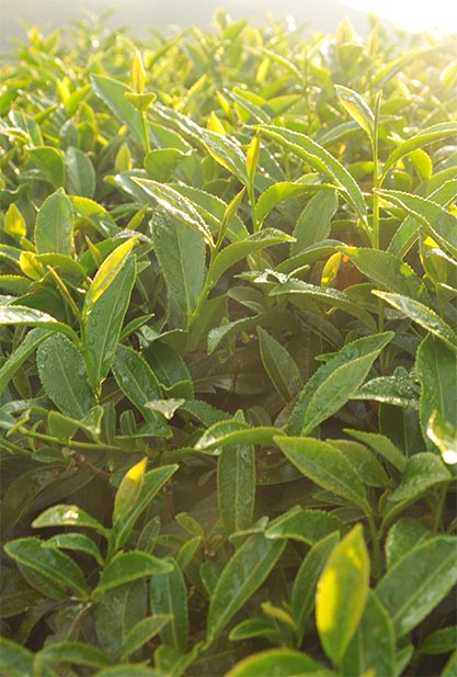2026 Spring Tea Alishan Jinxuan Oolong 20% OFF