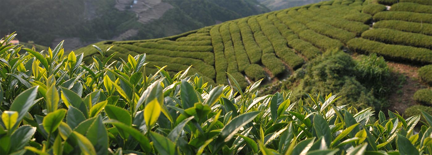 2026 New Season Taiwan High Mountain Oolong Tea Harvest