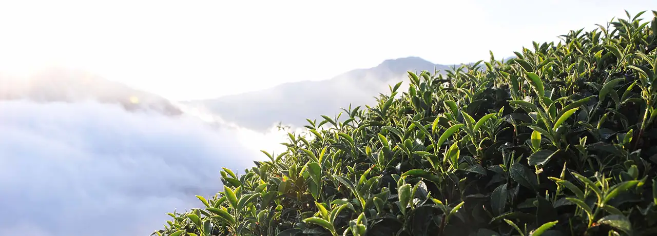 Taiwan High Mountain tea