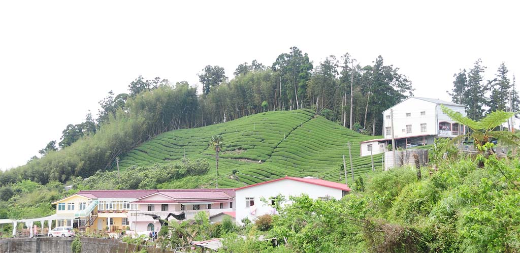 Alishan Tea Plantations