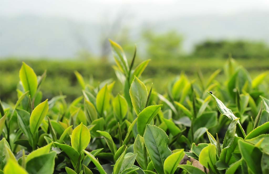 Honey Black Tea Plantion Honey Black Tea Plantion
