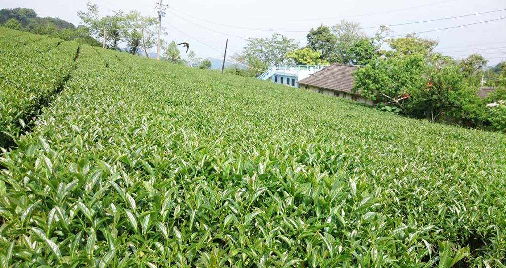 Iron Goddess Of Mercy Oolong Tea plantation