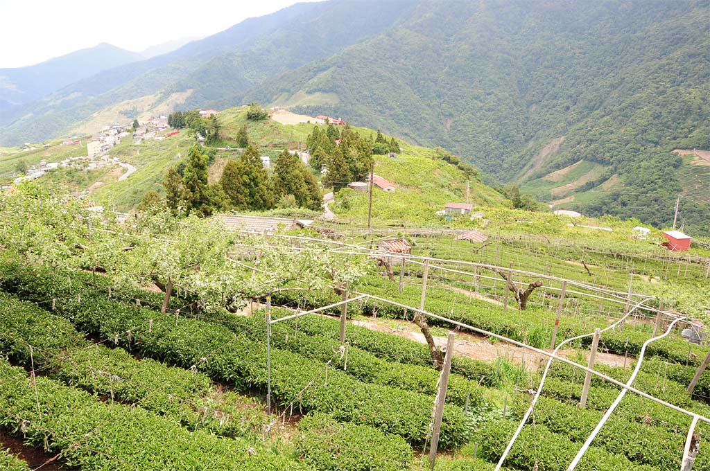 Li Shan Oolong Tea Plantion