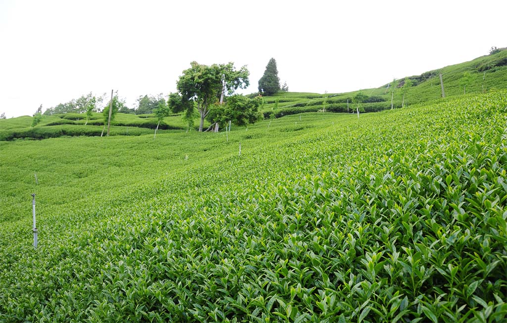 High Mountain Tea Plantion High Mountain Tea Plantion