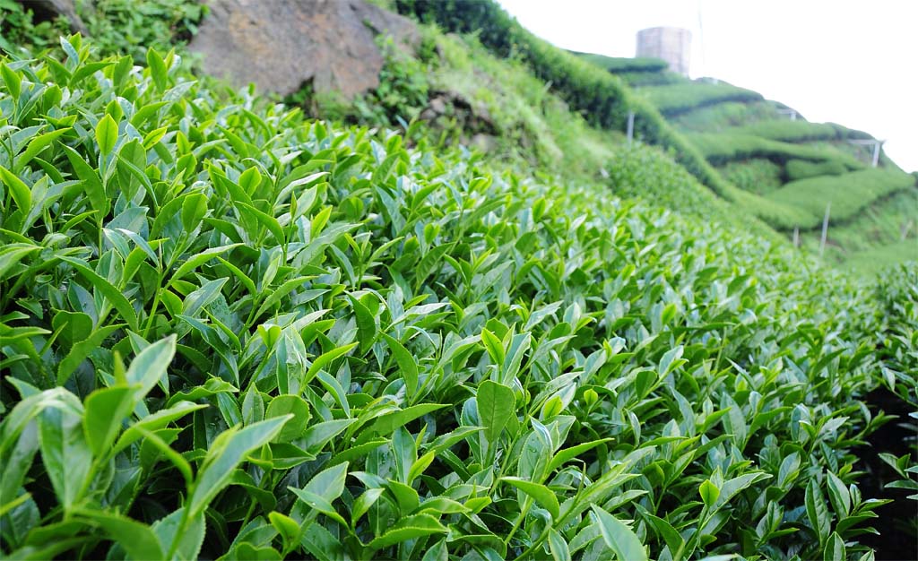 Taiwan Oolong Tea