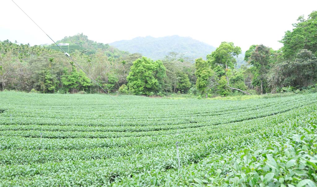 Tieguanyin tea plantation