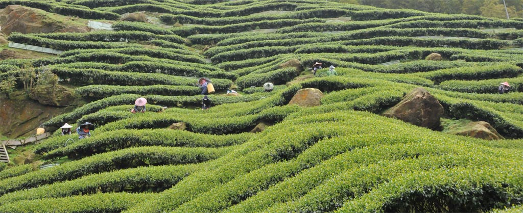 Da Hong Pao Oolong Tea Tree