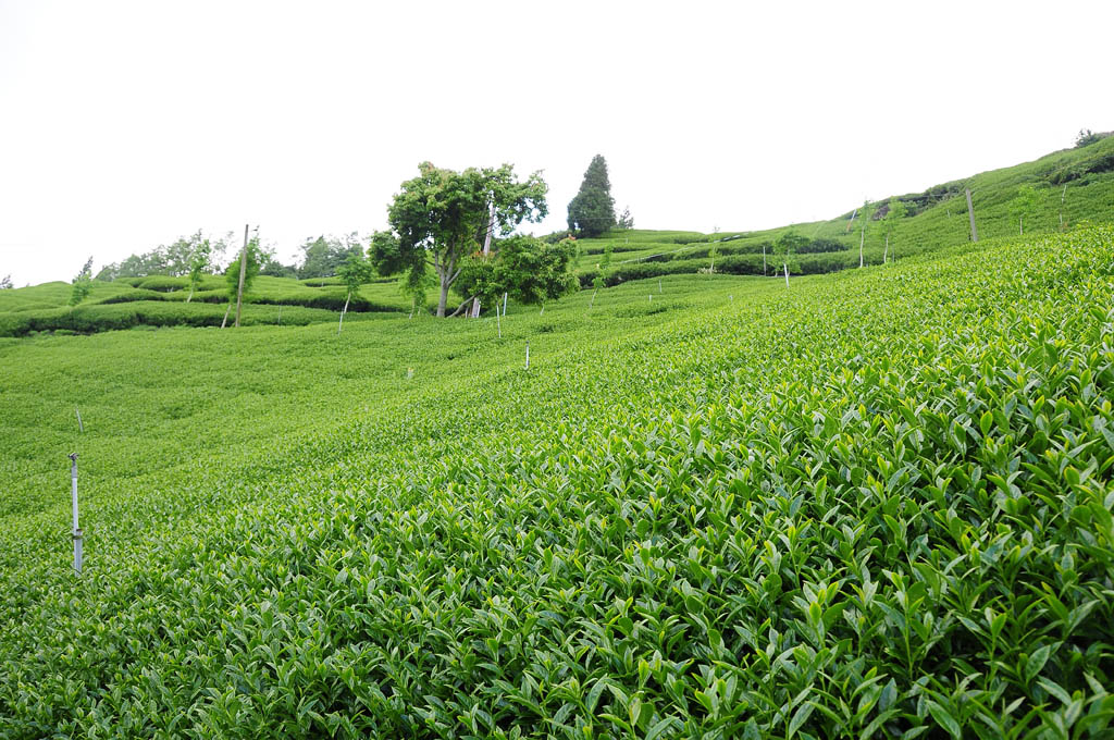 taiwan tea garden