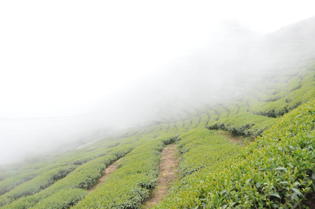 Taiwan High Mountain Oolong Tea Garden