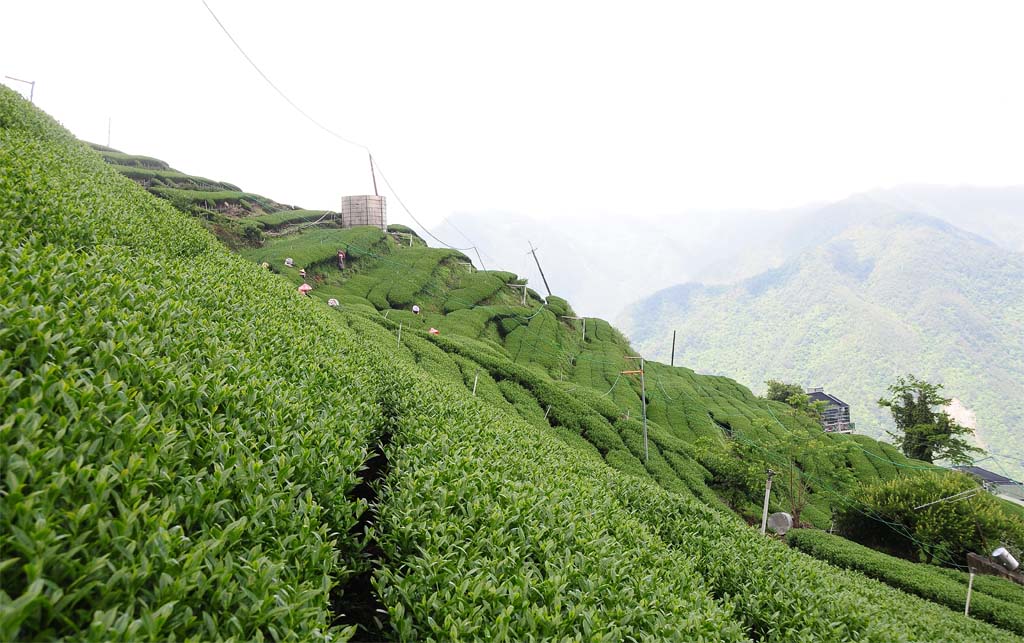 Wholesale Taiwan Tea Wholesale Taiwan Tea
